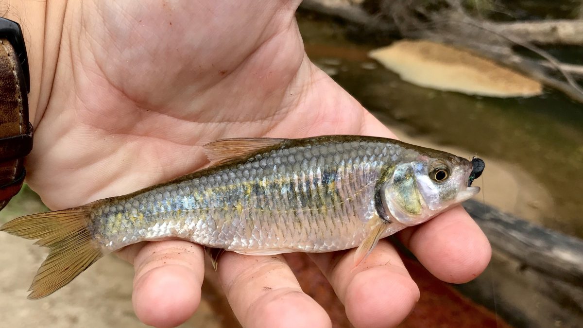 A West Feliciana Morning