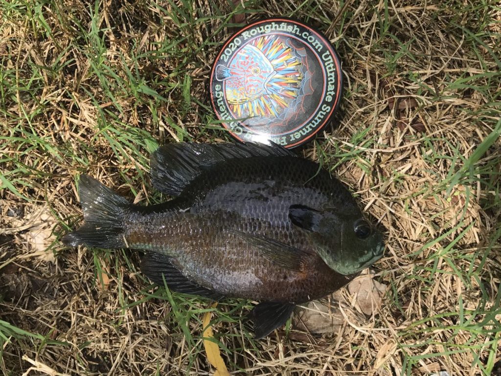 Bass & Panfish Gallery