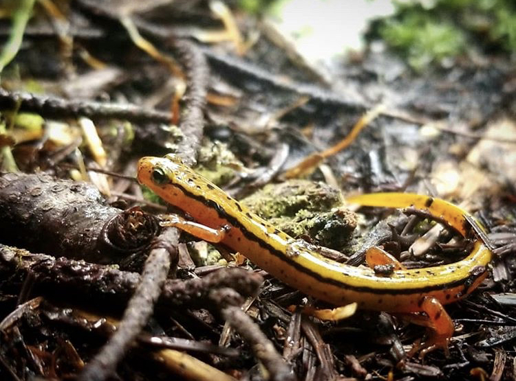 Smoky Mountains: Sept 2020