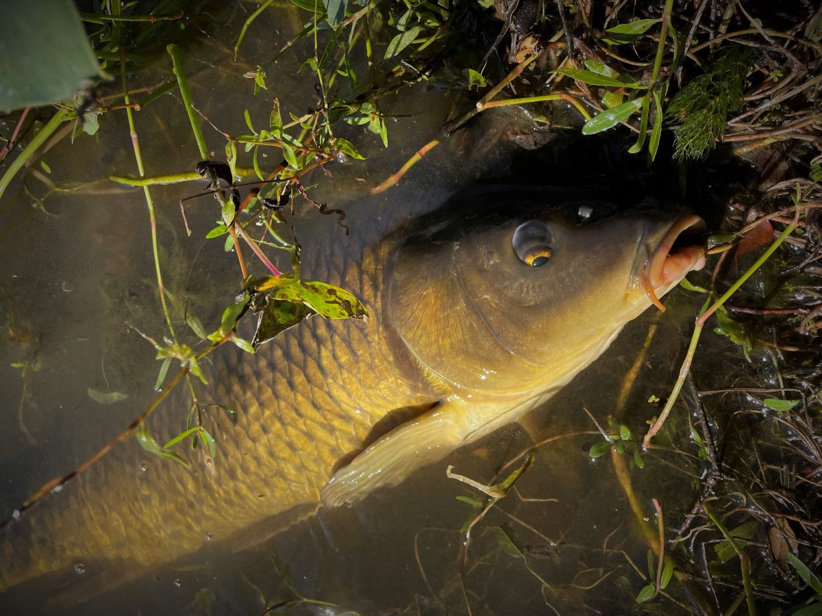 Carp on the fly