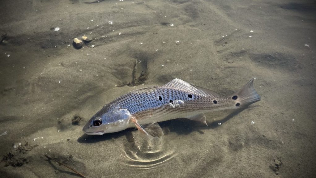 Grand Isle, LA: 01/13/2021