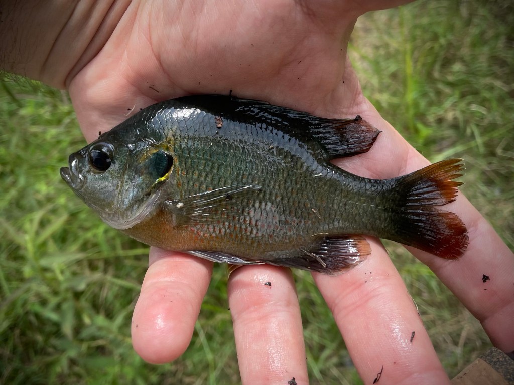 First fish on the fly! GIANT Green Sunfish on the TFO NXT Black Label combo  : r/flyfishing