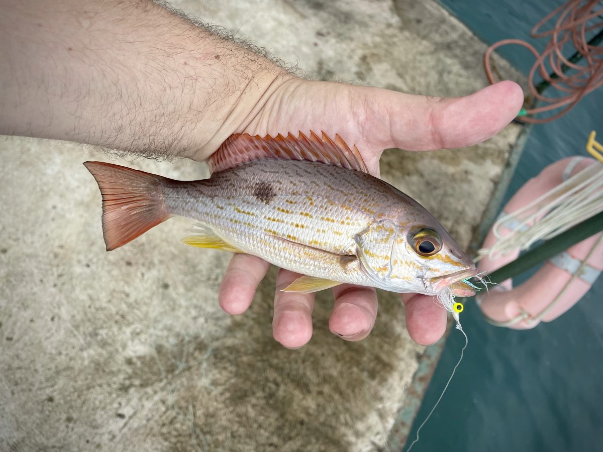 The Clouser Minnow Step-by-Step - The Fat Fingered Fly Tyer