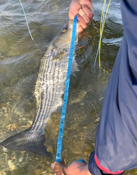 25 on the Fly (2022): Part 2