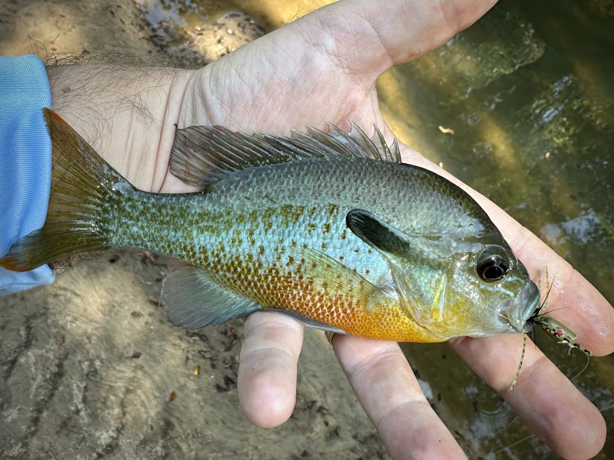 Redbreast Sunfish